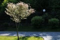 Blurred Elaeagnus angustifolia silver berry oleaster wild olive tslose up with choppy space Royalty Free Stock Photo