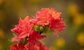 Dreamy Crimson: Mesmerizing Azalea Flowers in a Subtle Blurred Setting