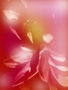 Blurred ethereal flower with elegant petals, red and orange colored, toned spring fairy tale background, mysterious floral Royalty Free Stock Photo