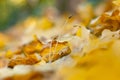 Blurred. Fallen yellow leaves maple close-up.