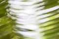 Blurred fern or palm leaf Royalty Free Stock Photo