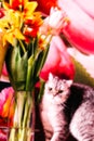 Blurred festive background, beautiful tabby cat sits near bouquets of tulips. beautiful heads of flowers close-up. fragrant flower