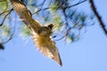 Blurred in-flight raptor catching prey