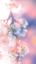 Blurred floral background. Blossoming plum branch. White flowers on tinted flowers on a gentle soft pink-blue background. Spring Royalty Free Stock Photo