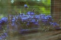 blurred floral background, a bouquet of wild blue cornflowers in a vase window behind the blinds