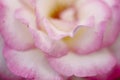 Blurred floral background. Gentle petals of a pink with a white rose. Royalty Free Stock Photo