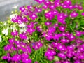 Blurred floral background with purple lobelia. Royalty Free Stock Photo