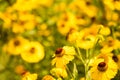 Blurred floral Background with Yellow Helenium flowers