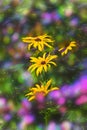 Blurred floral background, yellow wildflowers, bokeh