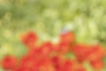 Blurred Flowers background.Nature bokeh horizontal banner.De focused landscape abstract wallpaper.Panorama wallpaper.