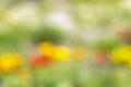 Blurred Flowers background.Nature bokeh horizontal banner.De focused landscape abstract wallpaper.Panorama wallpaper.