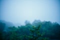 Blurred foggy forest. Abstract background.