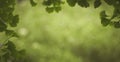 Blurred foliage background Royalty Free Stock Photo