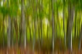 Blurred forest Royalty Free Stock Photo