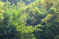 Blurred forest background, Blur deep tree forest background green nature, Blurry background with looking Depth of forest tree