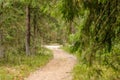Blurred forest, path among trees, defocused background Royalty Free Stock Photo