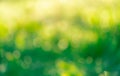 Blurred fresh green grass field in the early morning. Green grass with bokeh background in spring. Nature background. Clean