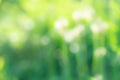 Blurred fresh green grass field in the early morning. Green grass with bokeh background in spring. Nature background. Clean