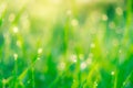Blurred fresh green grass field in the early morning with morning dew. Water drop on tip of grass leaves in garden. Green grass Royalty Free Stock Photo