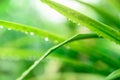 Blurred fresh green grass field with raindrop. Water drops or rain drop on green grass leaves in garden. Green grass leaves with