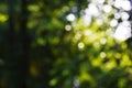 Blurred fresh sparkling green nature bokeh abstract background Royalty Free Stock Photo