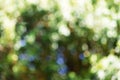 Blurred sparkling green nature bokeh abstract background Royalty Free Stock Photo