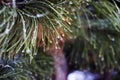 blurred frozen water drops on pine needles. soft focus