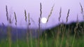 Blurred full moon rising over Altai Mountains, Kazakhstan, seen through tall green grass on summer night Royalty Free Stock Photo