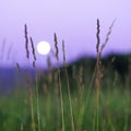 Blurred full moon rising over Altai Mountains, Kazakhstan, seen through tall green grass on summer night Royalty Free Stock Photo