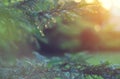 Blurred garden backdrop. Spruce growing in summer garden. Spruce outdoors, conifer needles close-up, nature