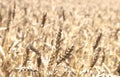 Blurred golden background with wheat ears Royalty Free Stock Photo