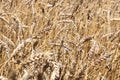 Blurred golden background with wheat ears Royalty Free Stock Photo
