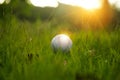 golf ball on tee in beautiful golf course at sunset background Royalty Free Stock Photo