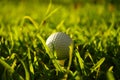 Golf ball on tee in beautiful golf course at sunset background Royalty Free Stock Photo