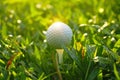 golf ball on tee in beautiful golf course at sunset background Royalty Free Stock Photo