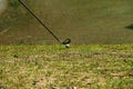 Blurred golf club and golf ball close up in grass field with sunset. Royalty Free Stock Photo