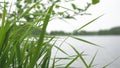 Blurred grass and beautiful glares on the water as a background