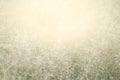 Blurred grass nature, soft grass flowers fresh for background, small grass meadow blur in sun light morning day, natural flower