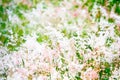 blurred grass red and white flowers blooming in the field Royalty Free Stock Photo