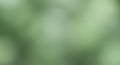 Blurred green background with varying shades, creating a soft, abstract texture. The Royalty Free Stock Photo