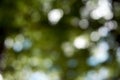 Blurred green bokeh natural tree in the park with bright sunlight effect