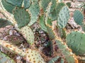 Blurred Green Cactus closeup. Cacti perfectly close captured in the desert. Selective Focus. Concept background