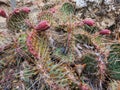 Blurred Green Cactus closeup. Cacti perfectly close captured in the desert. Selective Focus. Concept background