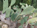 Blurred Green Cactus closeup. Cacti perfectly close captured in the desert. Selective Focus. Concept background