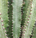 Blurred Green Cactus closeup. Cacti perfectly close captured in the desert. Selective Focus. Concept background