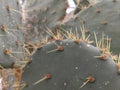 Blurred Green Cactus closeup. Cacti perfectly close captured in the desert. Selective Focus. Concept background