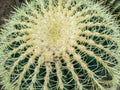 Blurred Green Cactus closeup. Cacti perfectly close captured in the desert. Selective Focus. Concept background
