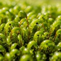 Blurred green, emphasizing the sharp focus on the droplets and Royalty Free Stock Photo