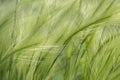 Blurred Green grass background. Soft and abstract nature Royalty Free Stock Photo