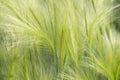 Blurred Green grass background. Soft and abstract nature Royalty Free Stock Photo